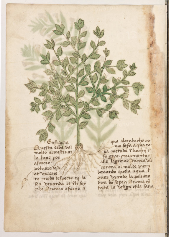 Erbario di Trento (Manoscritto n° 1591), XVI secolo, carta 39 verso: “Eufragia”.
“Questa erba val molto a conservar la luxe,
çoé a farne polvere d'esa et uxarne in modo
de specie in la soa vivanda et in li soy cibi.
Ancora a farne aqua alambicho como se fa
aqua roxa; metuda in li ochij fa gran cova-
mento alle lagreme. Ancora val contra el mal
de piera bevando quela aqua over uxando la
polvere dita de sopra. Ancora conforta la ve-
siga e sì la sana.”

[ENG]
Herbarium of Trento (Manuscript No. 1591), 16th century, page  39 verso: “Eufragia”.
Museo provinciale d'arte - Caste, Trento (TN), Trentino Alto Adige - Südtirol, Italia - Italy