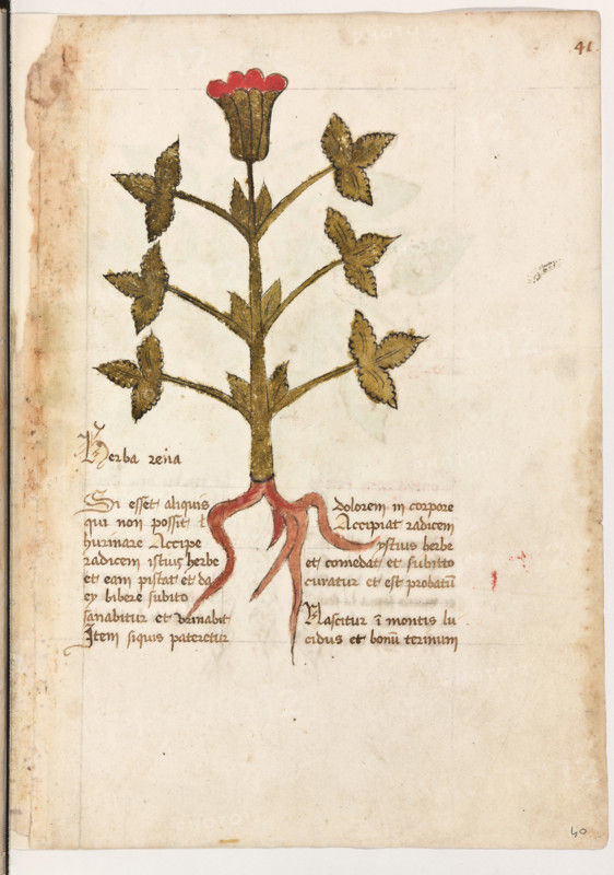 Erbario di Trento (Manoscritto n° 1591), XVI secolo, carta 40 recto: “Herba Rena”.
“Si esset aliquis qui non possit hurinare, accipe
radicem istius herbe et eam pistat et da ey bi-
bere: subito sanabitur et urinabit. Item si quis
pateretur dolorem in corpore, accipiat radi-
cem ystius herbe et comedat et subitto curatur
et est probatum.
Nascitur in montis lucidus et bonum terinum.”
La traduzione è  “Se qualcuno non potesse orinare, prendi la radice di quest’erba, pestala e dagliela da bere: subito guarirà e orinerà. Così se qualcuno avesse un dolore al corpo, prenda la radice di quest’erba, la mangi, e subito guarirà, ed è cosa provata. Nasce sui monti soleggiati e su terreno buono”.

[ENG]
Herbarium of Trento (Manuscript No. 1591), 16th century, page 40 recto: “Herba Rena”.
“If someone cannot urinate, take the root of this herb, crush it, and give it to him to drink: immediately he will be healed and urinate. Likewise, if anyone has a pain in the body, let him take the roo...