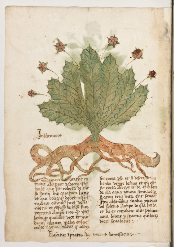 Erbario di Trento (Manoscritto n° 1591), XVI secolo, carta 42 verso: “Instanucis”.
“Si quis haberent catarum, acipiat radicem
istius herbe que sit colecta de mense luni die
quatuor lune et qui coligit debet esse nudus
omnibus suis vestimentis et confessus de om-
nibus suis peccatis. Accipe tres (onzas) istius
herbe pro qualibet vice et mediam libram me-
lis et fac coquere in aqua tantum quod radix
sit cocta per se, et si descressit buliendo, vin-
ge de aqua, et quando est sic cocta, accipe et
da ey bibere de illa aqua jeuno stomaco: per
spacium trum (15) dierum erit sanatus.
Item ad sanandum malum yecoris vel splenis,
accipe de ista herba et da ey comedere aut
pulverizata bibere: per spacium quindecim
dierum sanabitur.
Nascitur in pratis videlicet in terris dome-
sticis.”.

[ENG]
Herbarium of Trento (Manuscript No. 1591), 16th century, page 42 verso: “Instanucis”.
Museo provinciale d'arte - Caste, Trento (TN), Trentino Alto Adige - Südtirol, Italia - Italy