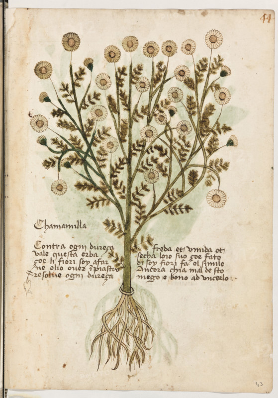 Erbario di Trento (Manoscritto n° 1591), XVI secolo, carta 43 recto: “Chamamilla”.
“Contra ogni dureça vale questa erba, çoé li
fiori soy, a farne olio over inpiastro. Resolve ogni dureça freda et umida et secha. L'oio,
suo çoé fato di soy fiori, fa el simile. Ancora,
chi à mal de stomego, é bono ad uncerlo.”

[ENG]
Herbarium of Trento (Manuscript No. 1591), 16th century, page 43 recto: “Chamamilla”.
Museo provinciale d'arte - Caste, Trento (TN), Trentino Alto Adige - Südtirol, Italia - Italy