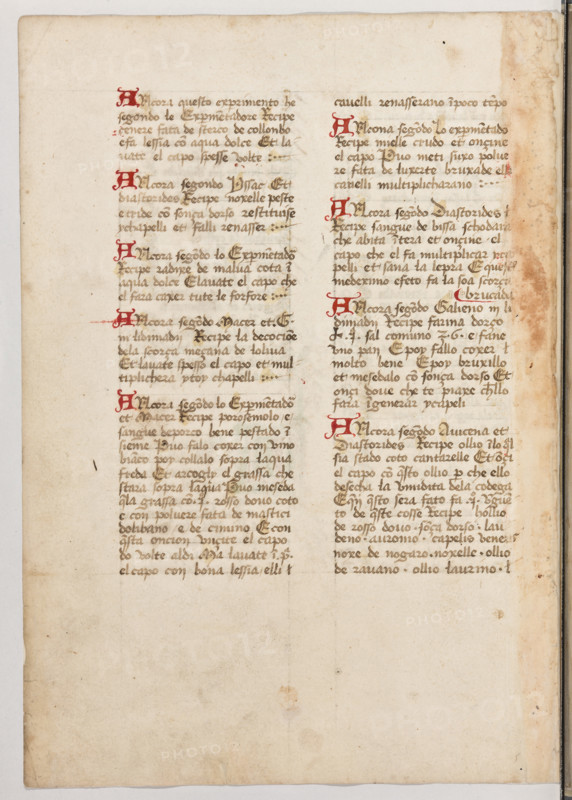 Erbario di Trento (Manoscritto n° 1591), XVI secolo, carta 45 verso.

[ENG]
Herbarium of Trento (Manuscript No. 1591), 16th century, page 45 verso.
Museo provinciale d'arte - Caste, Trento (TN), Trentino Alto Adige - Südtirol, Italia - Italy