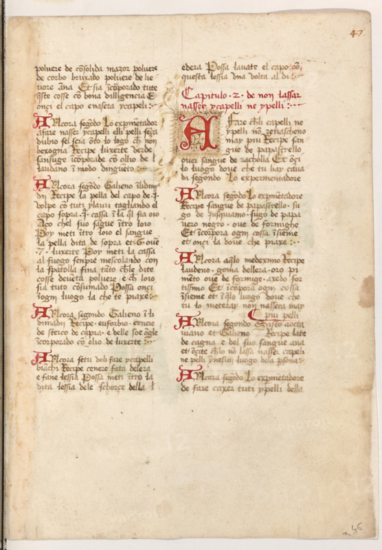 Erbario di Trento (Manoscritto n° 1591), XVI secolo, carta 46 recto.

[ENG]
Herbarium of Trento (Manuscript No. 1591), 16th century, page 46 recto.
Museo provinciale d'arte - Caste, Trento (TN), Trentino Alto Adige - Südtirol, Italia - Italy