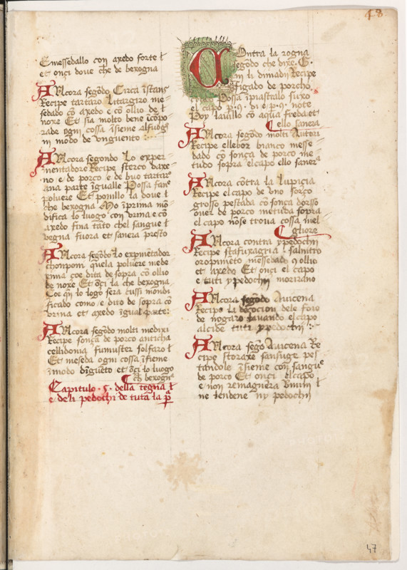 Erbario di Trento (Manoscritto n° 1591), XVI secolo, carta 47 recto.

[ENG]
Herbarium of Trento (Manuscript No. 1591), 16th century, page 47 recto.
Museo provinciale d'arte - Caste, Trento (TN), Trentino Alto Adige - Südtirol, Italia - Italy