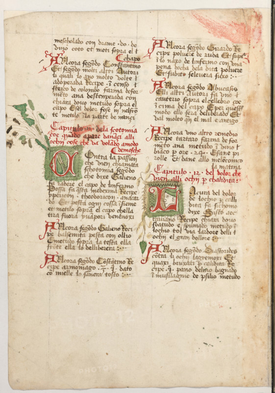 Erbario di Trento (Manoscritto n° 1591), XVI secolo, carta 49 verso.

[ENG]
Herbarium of Trento (Manuscript No. 1591), 16th century, page 49 verso.
Museo provinciale d'arte - Caste, Trento (TN), Trentino Alto Adige - Südtirol, Italia - Italy