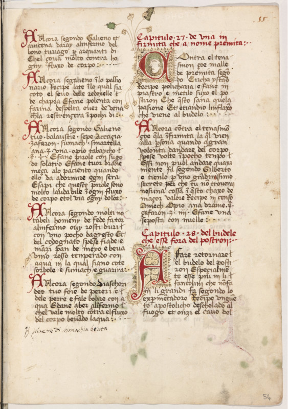 Erbario di Trento (Manoscritto n° 1591), XVI secolo, carta 54 recto.

[ENG]
Herbarium of Trento (Manuscript No. 1591), 16th century, page 54 recto.
Museo provinciale d'arte - Caste, Trento (TN), Trentino Alto Adige - Südtirol, Italia - Italy
