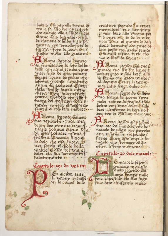 Erbario di Trento (Manoscritto n° 1591), XVI secolo, carta 54 verso.

[ENG]
Herbarium of Trento (Manuscript No. 1591), 16th century, page 54 verso.
Museo provinciale d'arte - Caste, Trento (TN), Trentino Alto Adige - Südtirol, Italia - Italy