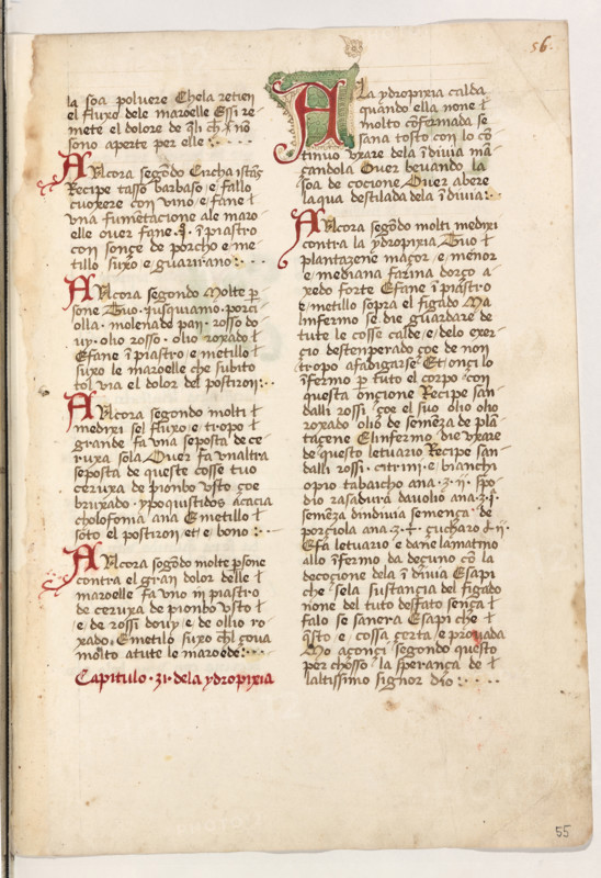 Erbario di Trento (Manoscritto n° 1591), XVI secolo, carta 55 recto.

[ENG]
Herbarium of Trento (Manuscript No. 1591), 16th century, page 55 recto.
Museo provinciale d'arte - Caste, Trento (TN), Trentino Alto Adige - Südtirol, Italia - Italy