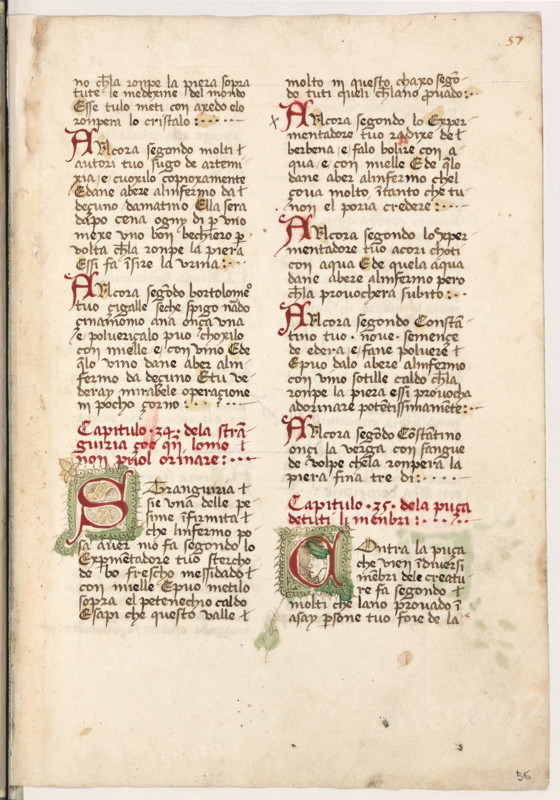 Erbario di Trento (Manoscritto n° 1591), XVI secolo, carta 56 recto.

[ENG]
Herbarium of Trento (Manuscript No. 1591), 16th century, page 56 recto.
Museo provinciale d'arte - Caste, Trento (TN), Trentino Alto Adige - Südtirol, Italia - Italy