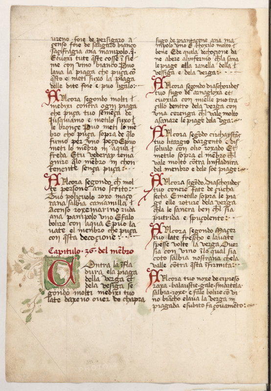 Erbario di Trento (Manoscritto n° 1591), XVI secolo, carta 56 verso.

[ENG]
Herbarium of Trento (Manuscript No. 1591), 16th century, page 56 verso.
Museo provinciale d'arte - Caste, Trento (TN), Trentino Alto Adige - Südtirol, Italia - Italy