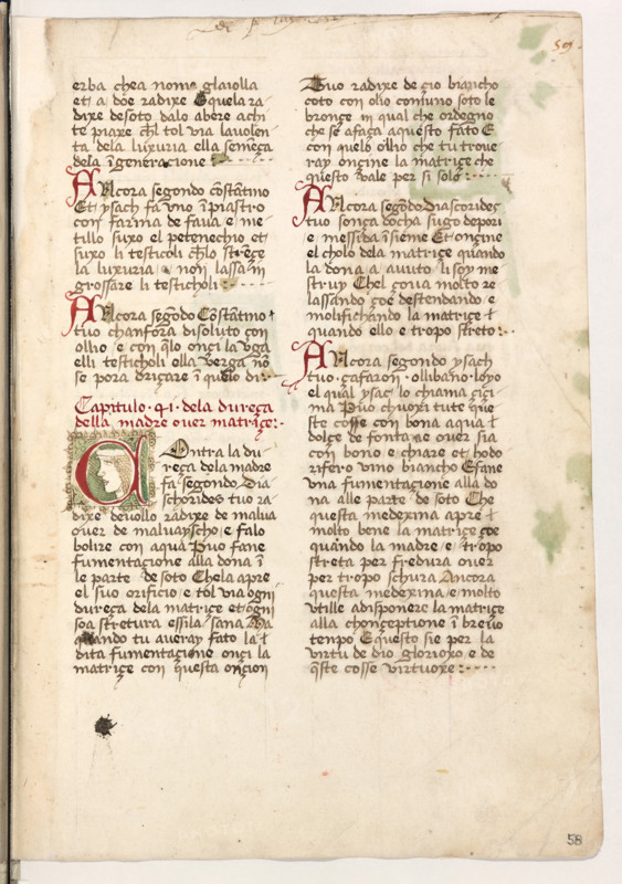 Erbario di Trento (Manoscritto n° 1591), XVI secolo, carta 58 recto.

[ENG]
Herbarium of Trento (Manuscript No. 1591), 16th century, page 58 recto.
Museo provinciale d'arte - Caste, Trento (TN), Trentino Alto Adige - Südtirol, Italia - Italy