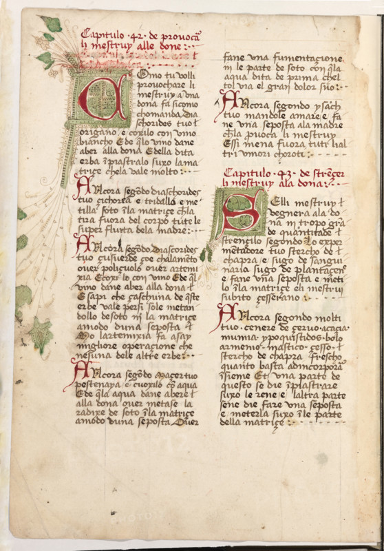 Erbario di Trento (Manoscritto n° 1591), XVI secolo, carta 58 verso.

[ENG]
Herbarium of Trento (Manuscript No. 1591), 16th century, page 58 verso.
Museo provinciale d'arte - Caste, Trento (TN), Trentino Alto Adige - Südtirol, Italia - Italy