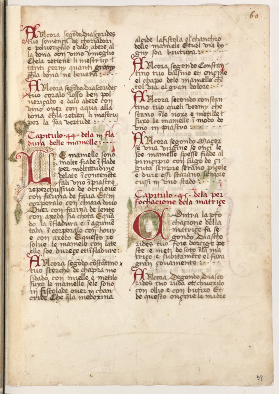 Erbario di Trento (Manoscritto n° 1591), XVI secolo, carta 59 recto.

[ENG]
Herbarium of Trento (Manuscript No. 1591), 16th century, page 59 recto.
Museo provinciale d'arte - Caste, Trento (TN), Trentino Alto Adige - Südtirol, Italia - Italy