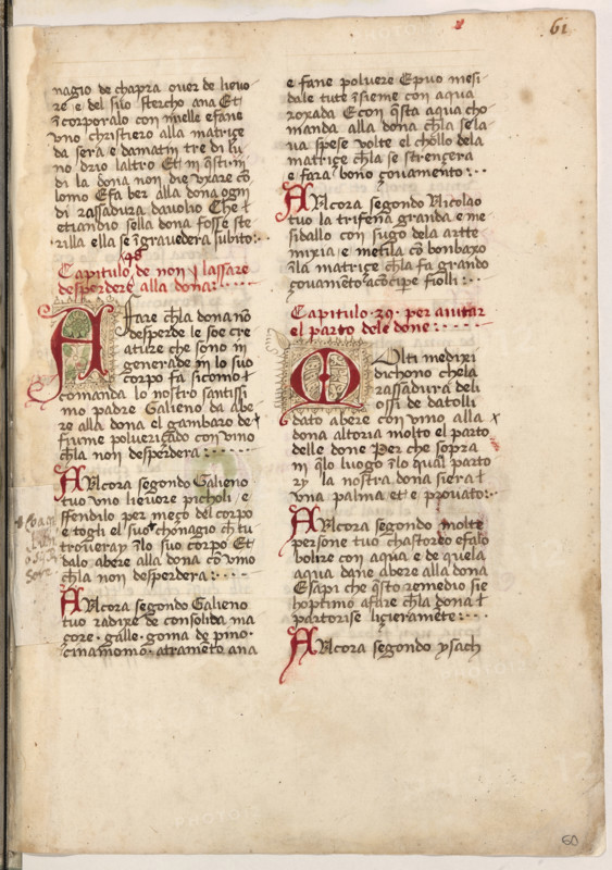 Erbario di Trento (Manoscritto n° 1591), XVI secolo, carta 60 recto.

[ENG]
Herbarium of Trento (Manuscript No. 1591), 16th century, page 60 recto.
Museo provinciale d'arte - Caste, Trento (TN), Trentino Alto Adige - Südtirol, Italia - Italy