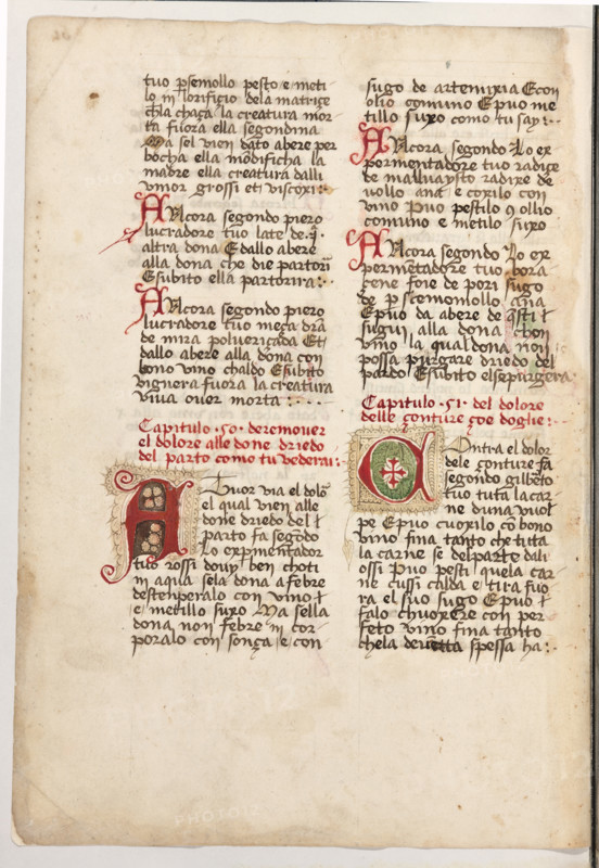 Erbario di Trento (Manoscritto n° 1591), XVI secolo, carta 60 verso.

[ENG]
Herbarium of Trento (Manuscript No. 1591), 16th century, page 60 verso.
Museo provinciale d'arte - Caste, Trento (TN), Trentino Alto Adige - Südtirol, Italia - Italy