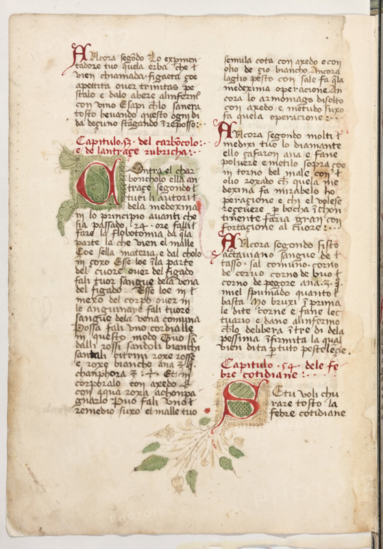 Erbario di Trento (Manoscritto n° 1591), XVI secolo, carta 61 verso.

[ENG]
Herbarium of Trento (Manuscript No. 1591), 16th century, page 61 verso.
Museo provinciale d'arte - Caste, Trento (TN), Trentino Alto Adige - Südtirol, Italia - Italy