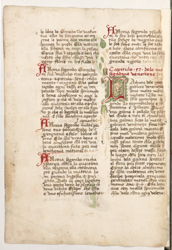 Erbario di Trento (Manoscritto n° 1591), XVI secolo, carta 62 verso.

[ENG]
Herbarium of Trento (Manuscript No. 1591), 16th century, page 62 verso.
Museo provinciale d'arte - Caste, Trento (TN), Trentino Alto Adige - Südtirol, Italia - Italy