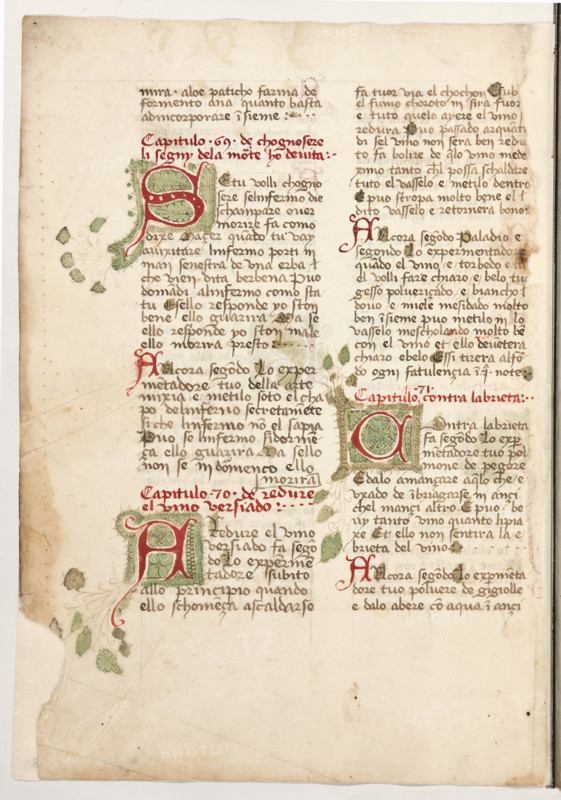 Erbario di Trento (Manoscritto n° 1591), XVI secolo, carta 63 verso.

[ENG]
Herbarium of Trento (Manuscript No. 1591), 16th century, page 63 verso.
Museo provinciale d'arte - Caste, Trento (TN), Trentino Alto Adige - Südtirol, Italia - Italy