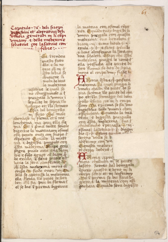 Erbario di Trento (Manoscritto n° 1591), XVI secolo, carta 64 recto.

[ENG]
Herbarium of Trento (Manuscript No. 1591), 16th century, page 64 recto.
Museo provinciale d'arte - Caste, Trento (TN), Trentino Alto Adige - Südtirol, Italia - Italy