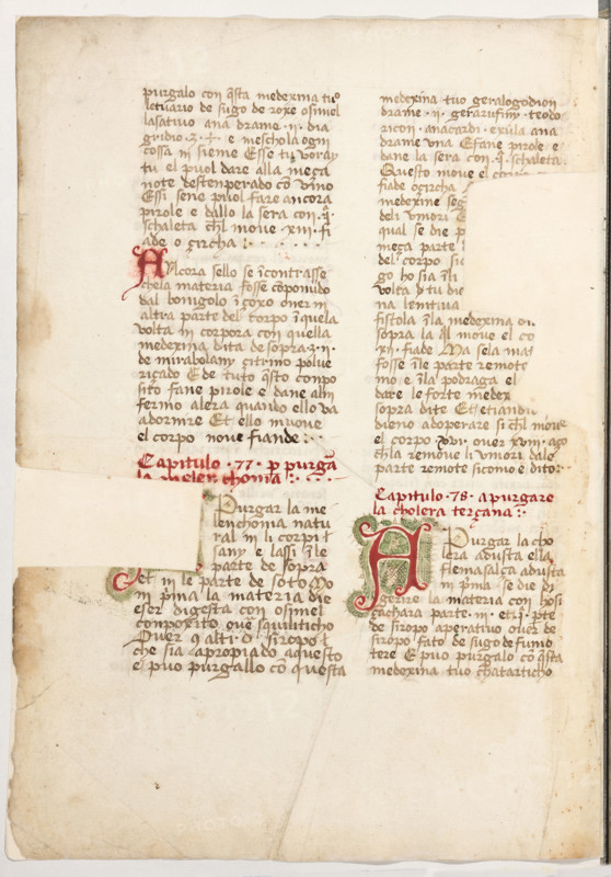 Erbario di Trento (Manoscritto n° 1591), XVI secolo, carta 64 verso.

[ENG]
Herbarium of Trento (Manuscript No. 1591), 16th century, page 64 verso.
Museo provinciale d'arte - Caste, Trento (TN), Trentino Alto Adige - Südtirol, Italia - Italy