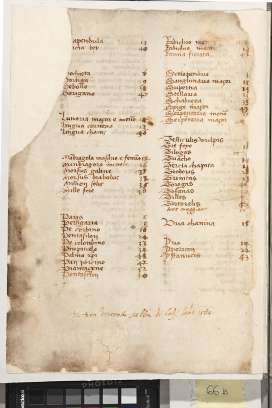 Erbario di Trento (Manoscritto n° 1591), XVI secolo, carta 66 verso.

[ENG]
Herbarium of Trento (Manuscript No. 1591), 16th century, page 66 verso.
Museo provinciale d'arte - Caste, Trento (TN), Trentino Alto Adige - Südtirol, Italia - Italy