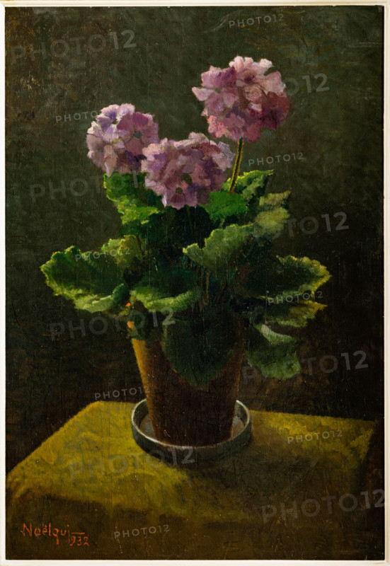 Collezione Assicoop Unipol, inv. n° 963: 
Noelqui Quintavalle(1893 - 1973); “Primula viola in fiore” (olio su tavola, cm 65 x 45).

[ENG]
Noelqui Quintavalle (1893 - 1973); “Purple Primrose in Bloom” (oil on panel, 65 x 45 cm).
Collezione Assicoop - Unipol, Modena (MO), Emilia Romagna, Italia - Italy