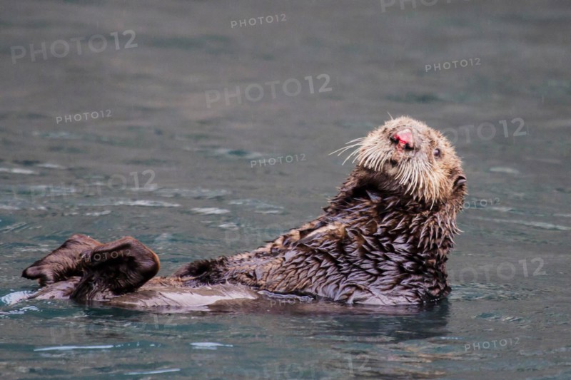 See-otter in Alaska