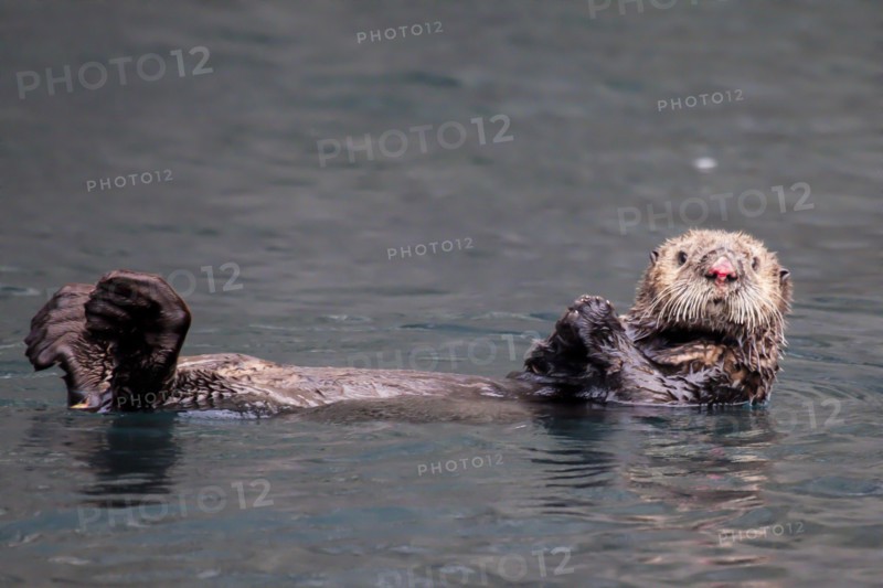 See-otter in Alaska