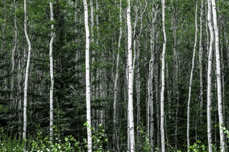 Birch forest on the island of Kodiak, Alaska