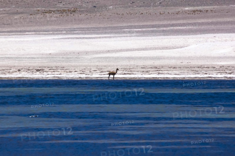 Vigogne dans le désert d'Atacama, Chili et Bolivie
