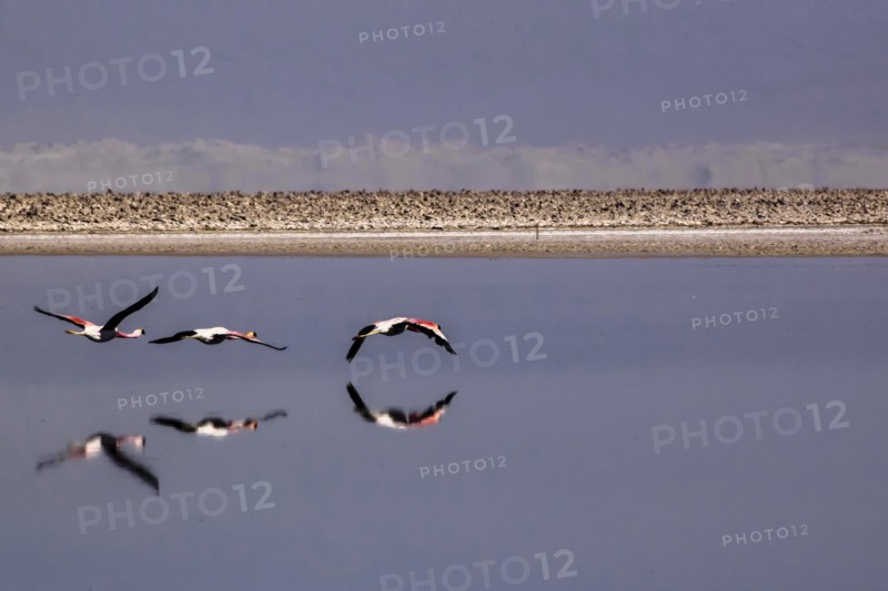 Flying pink flamingos in the salar de Atacama, Chile and Bolivia