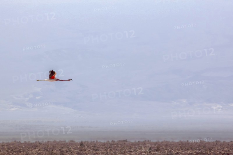 Flying pink flamingo in the salar de Atacama, Chile and Bolivia