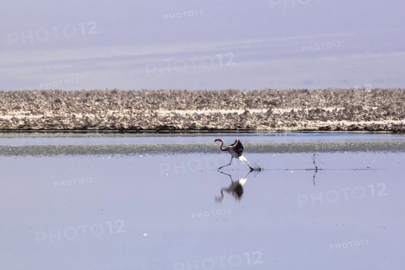 Pink flamingo from the Andes in the salar de Atacama, Chile and Bolivia