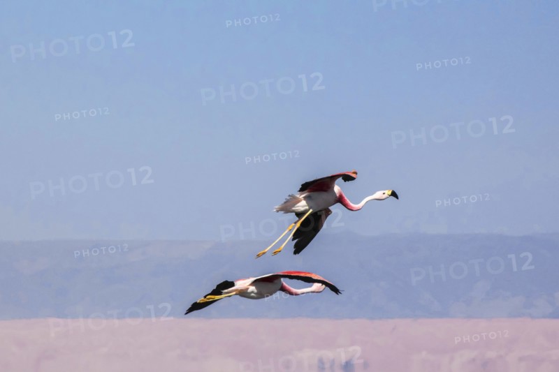 Flying pink flamingos from the Andes in the salar de Atacama, Chile and Bolivia