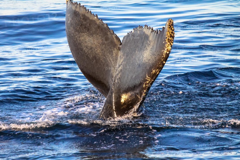 Tail of humpback whale, Svalbard, Norway