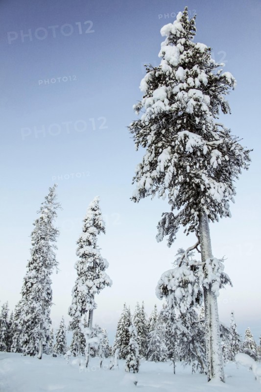 Pine  forest in Lapland, Finland