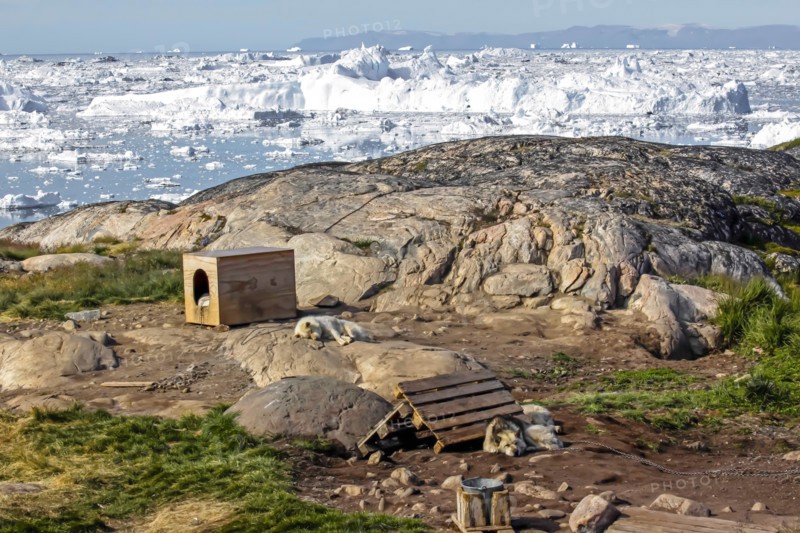 Huskies near their kennel, Ilulissat, Greenland