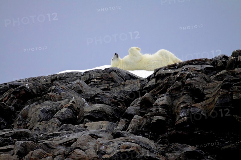 Polar bear in the North Pole