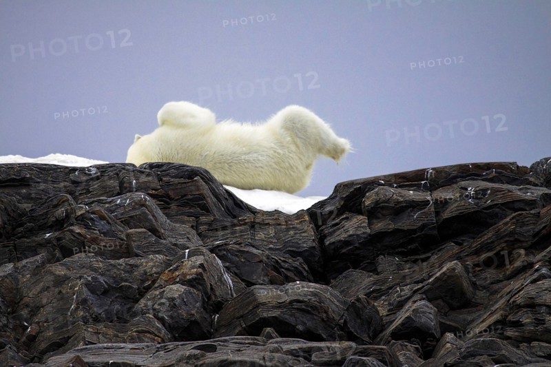 Polar bear in the North Pole