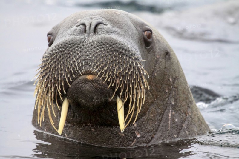 Walrus in Svalbard, Norway