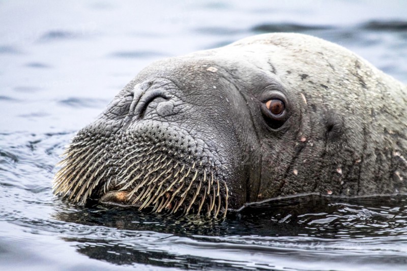 Walrus in Svalbard, Norway