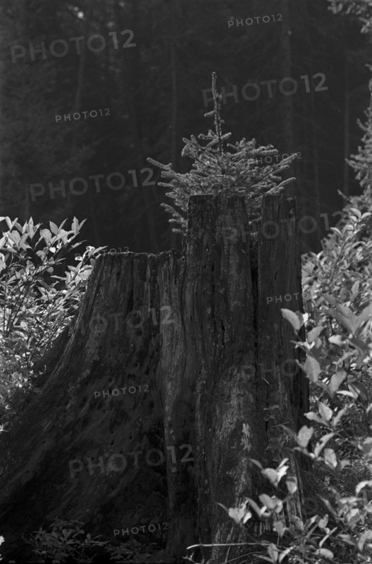 Young Tree Growing Behind Large Tree Stump