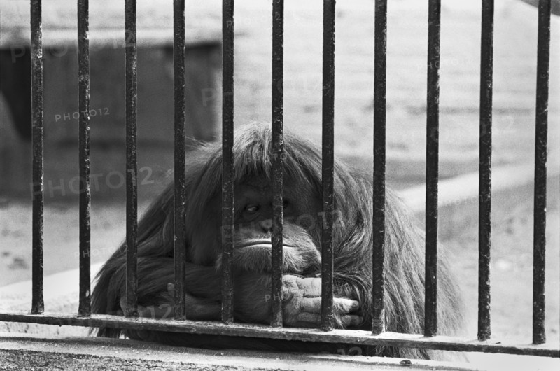 Orangutan Behind Bars
