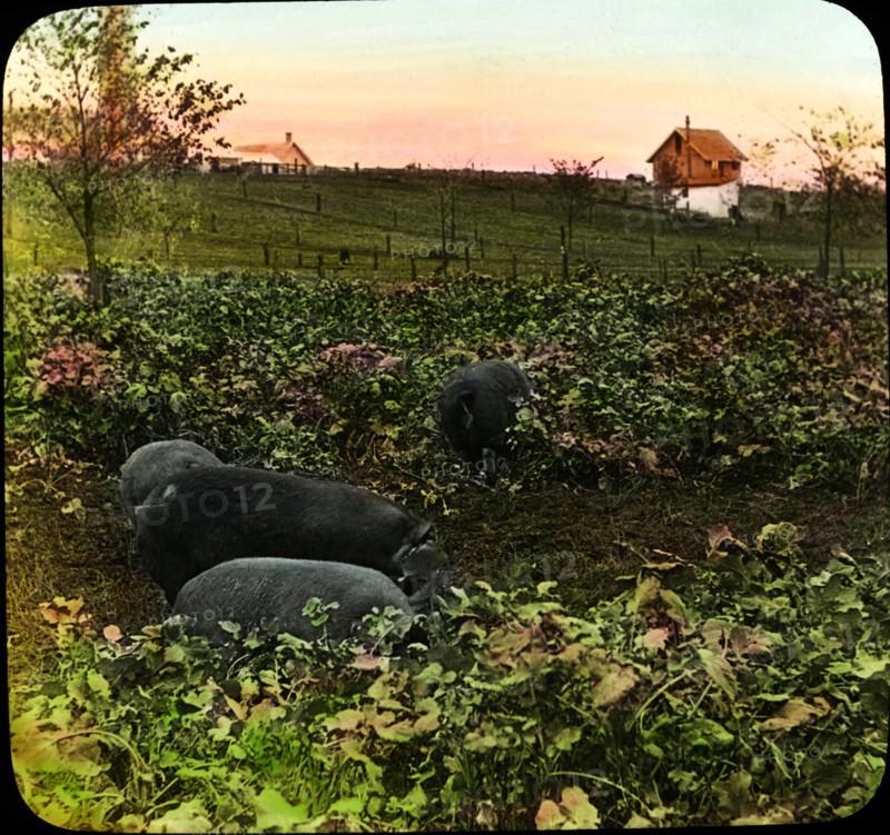 Hogs in Rape Pasture, Agricultural Experiment Station, Ames, Iowa, USA, Magic Lantern Slide, circa 1910