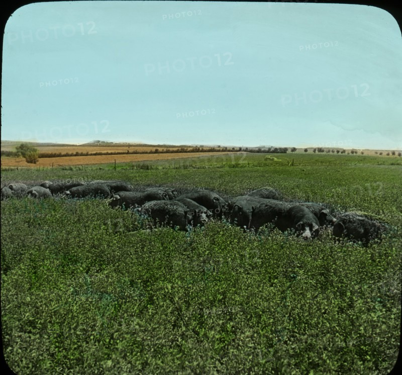 Hogs in Alfalfa Pasture, Effingham, Kansas, USA, Magic Lantern Slide, circa 1910