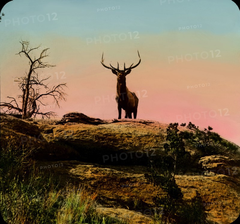 Snapshot of Wild Elk, Montana, USA, Magic Lantern Slide, circa 1910