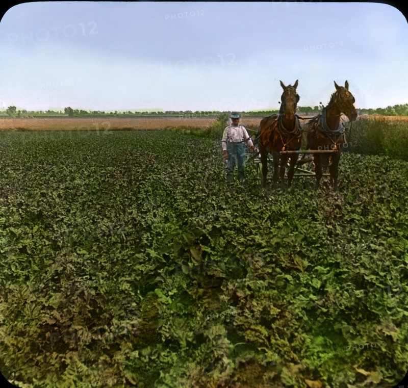 Cultivating a Field of Beets, near Greeley, Colorado, USA, Magic Lantern Slide, circa 1910