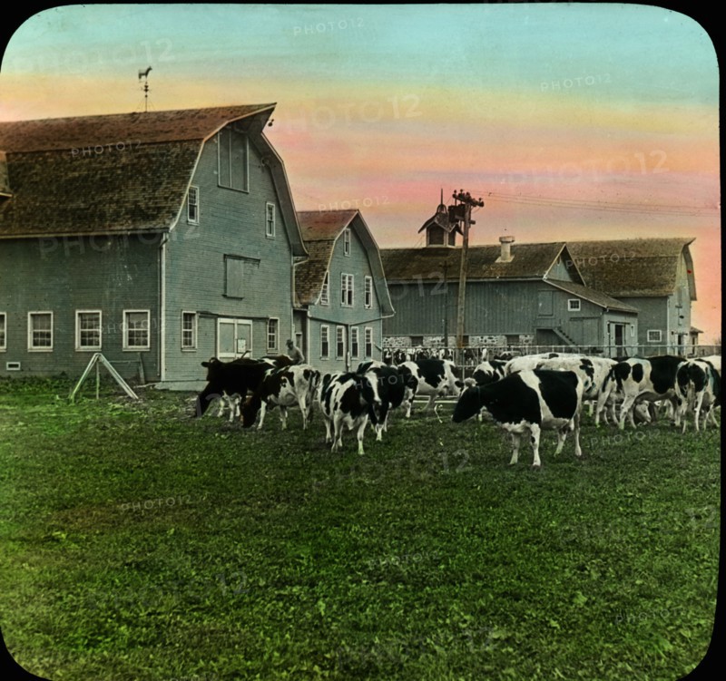 Dairy Barn and Holstein Cattle, Lakemills, Wisconsin, USA, Magic Lantern Slide, circa 1910