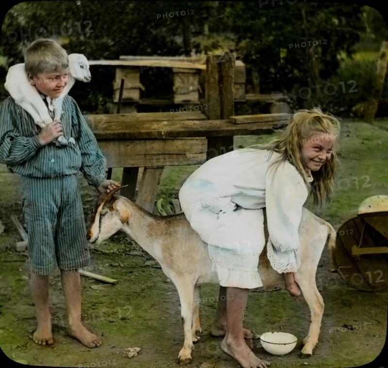 Girl Milking Goat, Australia, Magic Lantern Slide, circa 1910