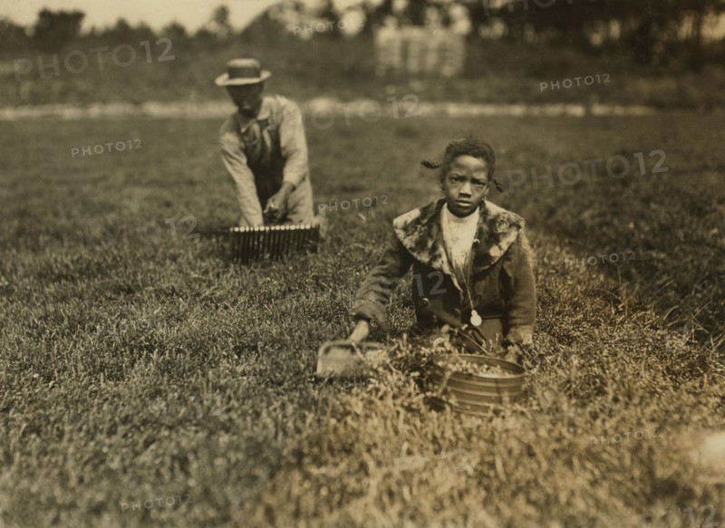 9-year-old Girl Picking Cranberries in Bog with Father, Wareham, Massachusetts, USA, Lewis Hine, 1911