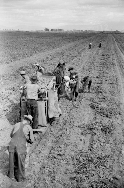 Potato Picking Crew, Rio Grande County, Colorado, USA, Arthur Rothstein for Farm Security Administration, October 1939